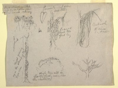 Tegning, botaniske studier fra Rio Magdalena, Colombia:  Parasit, dødt træ, 1853 af Frederic Edwin Church