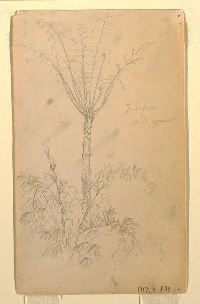 Tegning, Botaniske studier af træ, maj-juni 1857 af Frederic Edwin Church