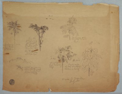Tegning, Botaniske studier med flyvende papegøjer, Boquia, Colombia, juli 1853 af Frederic Edwin Church