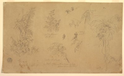 Tegning, Botaniske skitser, "nær Jorje", 23. juli 1857 af Frederic Edwin Church