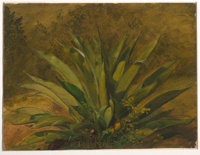 Tegning, Botanisk studie, 1865-66 af Frederic Edwin Church