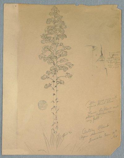Tegning, århundredeplante, Agave Americana, Jamaica, 14. juni 1865 af Frederic Edwin Church