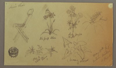 Tegning, stole- og plantestudier, 15. maj 1868 af Frederic Edwin Church