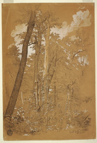 Tegning, kastanjetræer på gedeøen, Niagara -floden, New York, august 1858 af Frederic Edwin Church