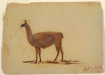 Tegning, Ecuador, San Juan (Chimborazo), lama, september 1853 af Frederic Edwin Church