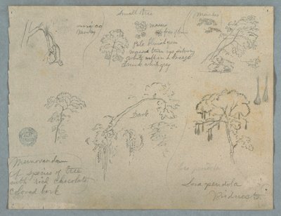 Tegning, Fem botaniske studier med en hængende abe, formentlig Colombia, 1853 af Frederic Edwin Church