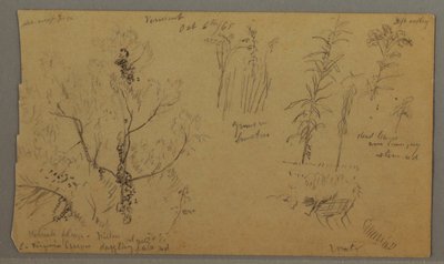 Tegning, Florastudier, 6. oktober 1865 af Frederic Edwin Church