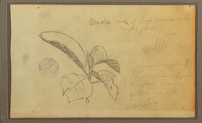 Tegning, blade, 1857 af Frederic Edwin Church
