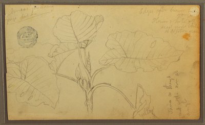 Tegning, blade, 1857 af Frederic Edwin Church