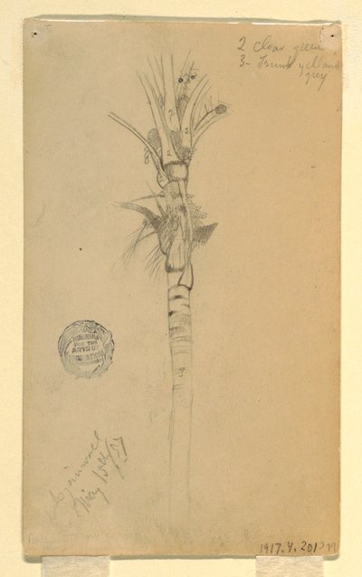 Tegning, blade og stamme af et palmetræ, Aspinwall, Panama, 15. maj 1857 af Frederic Edwin Church