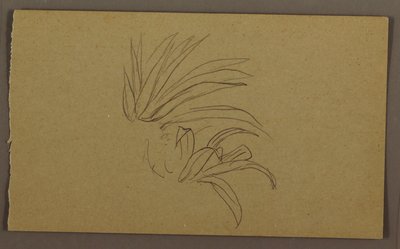 Tegning, liljeplante, 1865 af Frederic Edwin Church