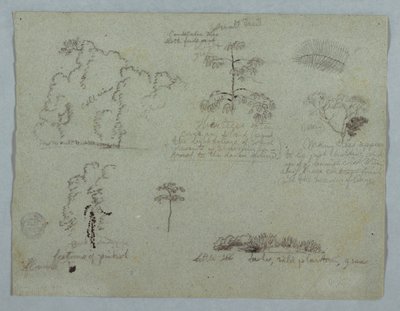 Tegning, Naturstudier, herunder et kandelabertræ med et dovendyr, Rio Magdalena, Colombia, maj 1853 af Frederic Edwin Church