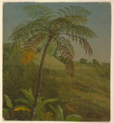 Tegning, palmetræ, Jamaica, juni 1865 af Frederic Edwin Church