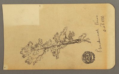 Tegning, Pine Tree, 3. oktober 1878 af Frederic Edwin Church