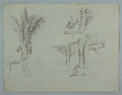 Tegning, Plantestudier fra Rio Magdalena, Colombia, 1853, sandsynligvis maj af Frederic Edwin Church