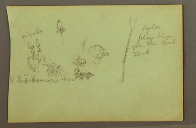 Tegning, Plantestudier, muligvis 1856 af Frederic Edwin Church