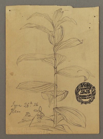 Tegning, studie af planter, 26. juni 1856 af Frederic Edwin Church