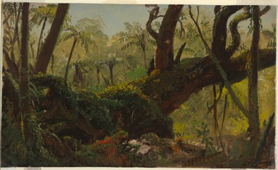 Tegning, regnskov, Jamaica, Vestindien, april-august 1865 af Frederic Edwin Church
