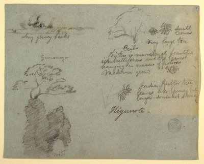 Tegning, flodbred og botaniske skitser fra Higuerote, Ecuador, maj 1853  af Frederic Edwin Church