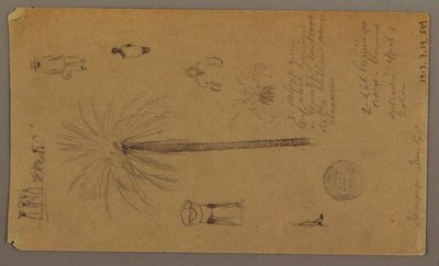 Tegning, Skitser fra Jamaica, Vestindien, juni 1865 af Frederic Edwin Church