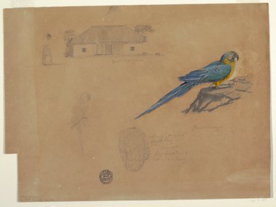 Tegning, Studier fra Guaccamaya, Bogotá, Colombia, juni-juli 1853 af Frederic Edwin Church