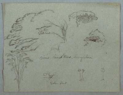 Tegning, Studier fra Rio Magdalena, Colombia:  Trætoppe, flyvende hvid fugl, slyngplanter og tre blomstrende planter, 1853, sandsynligvis maj af Frederic Edwin Church