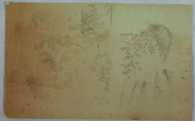 Tegning, Studier af trætoppe og bambus, Jamaica, august 1865 af Frederic Edwin Church