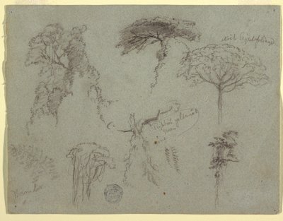 Tegning, Studier af træer, Ecuador, 1853 af Frederic Edwin Church