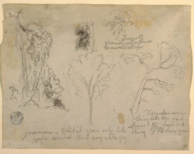 Tegning, Studier af træer og planter set fra Rio Magdalena, Columbia, 1853 af Frederic Edwin Church