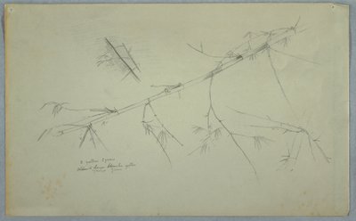 Tegning, studie af bambus, Jamaica, maj-august 1865 af Frederic Edwin Church