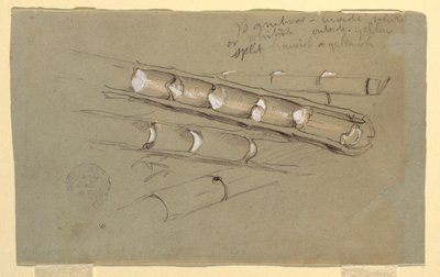 Tegning, studie af bambus, juni 1857 af Frederic Edwin Church