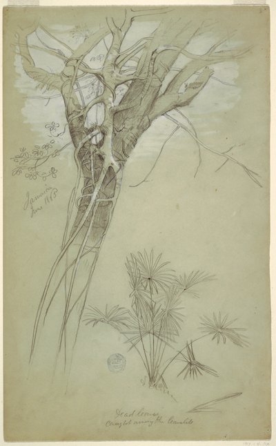 Tegning, studie af træstamme, parasitranke og palmeplante, Jamaica, juni 1865 af Frederic Edwin Church