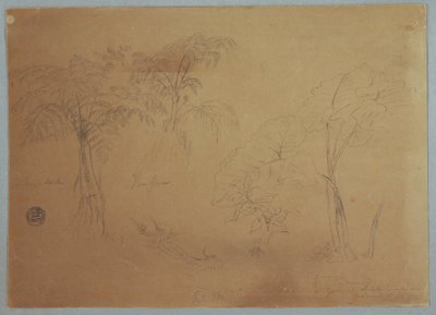 Tegning, studie af to træer og tre planter, nær Jorje, Ecuador, 23. juli 1857 af Frederic Edwin Church
