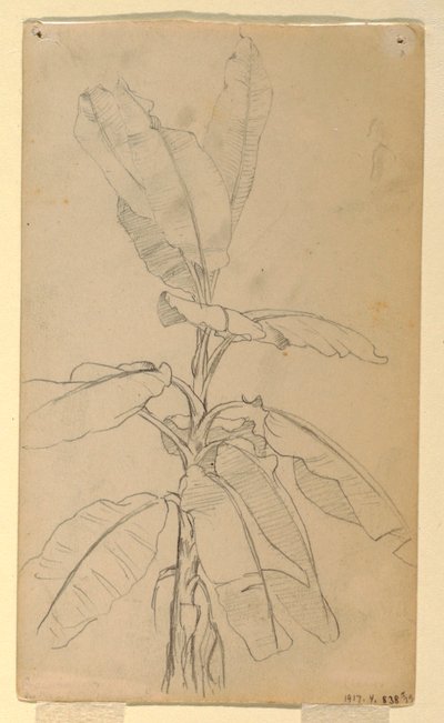 Tegning, studie af en langbladet plante, maj og juni 1857 af Frederic Edwin Church