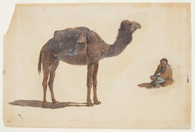 Tegning, studie af en dromedar, 1868 af Frederic Edwin Church