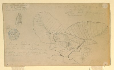 Tegning, Studie af en mand; Studie af, muligvis juni 1857 af Frederic Edwin Church