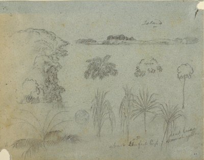 Tegning, Studie med trætoppe, træer, fem plantemotiver og en fjern ø, ca. 1852-53 af Frederic Edwin Church