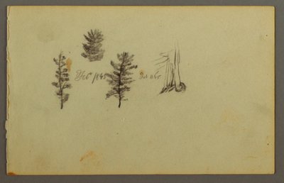 Tegning, Tre stedsegrønne planter, 1845 af Frederic Edwin Church