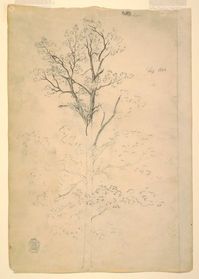 Tegning, træ, september 1844 af Frederic Edwin Church