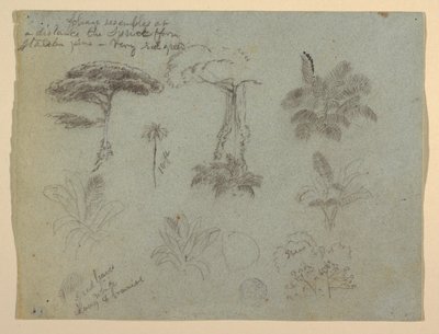 Tegning, Træstudier set fra Rio Magadalena, Colombia, 1853 af Frederic Edwin Church