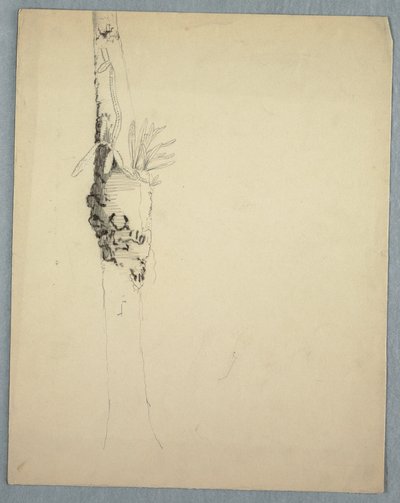 Tegning, træstamme med parasitære planter, Jamaica, maj-august 1865 af Frederic Edwin Church