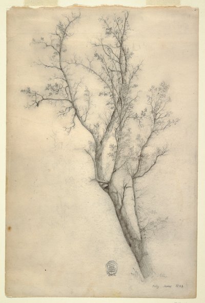 Tegning, Træ med mange grene, juli 1844 af Frederic Edwin Church