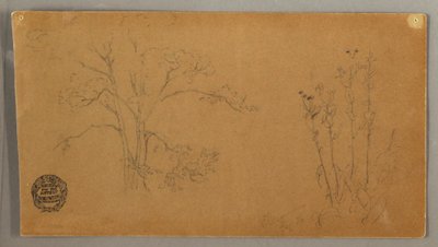 Tegning, Træer og planter, Elecampene, september 1856 af Frederic Edwin Church