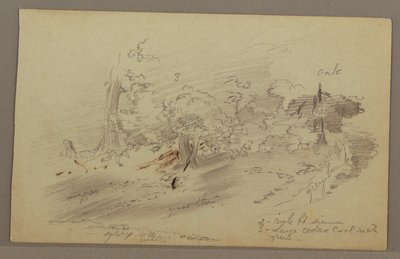 Tegning, Træer, muligvis 1860