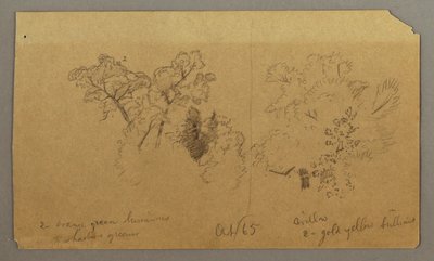 Tegning, To træstudier, oktober 1865 af Frederic Edwin Church