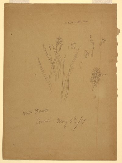 Tegning, vandplanter, Rom Italien af Frederic Edwin Church