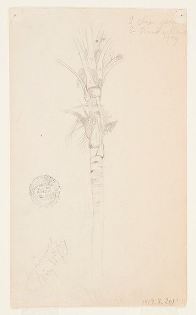 Blade og stængel af et palmetræ, Aspinwall, Panama af Frederic Edwin Church