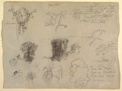 Naturstudier, sandsynligvis fra Colombia: Abe, parasitter og træer af Frederic Edwin Church