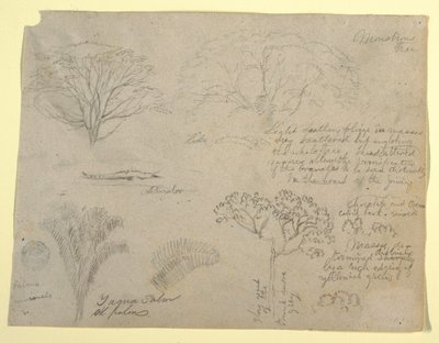 Serie af botaniske studier, herunder en alligator og et monstrøst træ, set fra Rio Magdalena, Colombia af Frederic Edwin Church