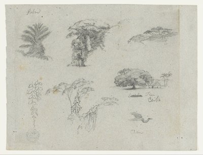 Skitser fra Sydamerika.  Botaniske skitser.   Flyvende trane. af Frederic Edwin Church